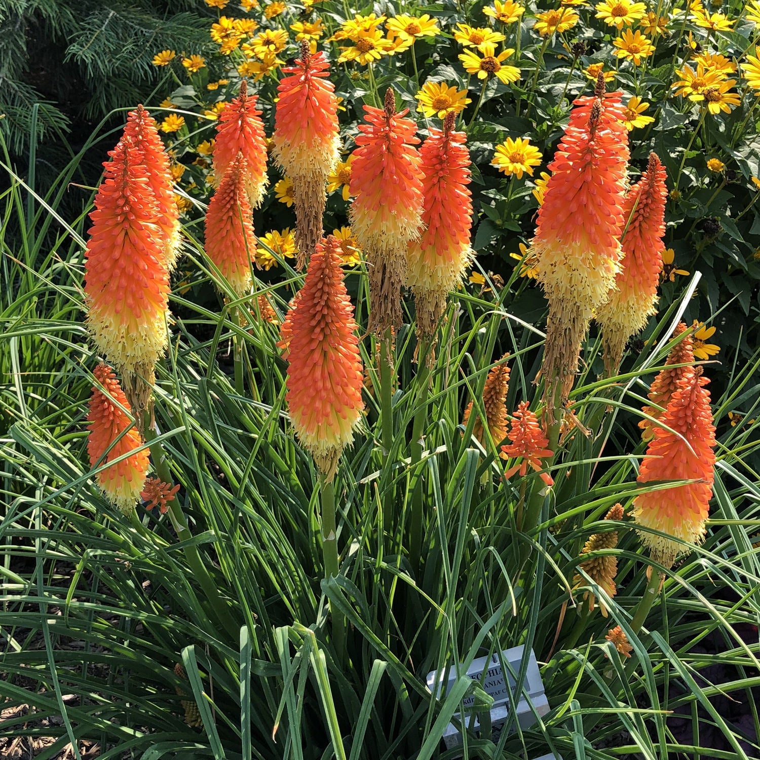 A cluster of vibrant Pyromania® 'Backdraft' Kniphofia stands out with tall, spiky orange and yellow blooms and narrow green leaves, creating a striking drought-tolerant display amid bright yellow daisy-like flowers in the background - Photo Property of Garden Crossings LLC.