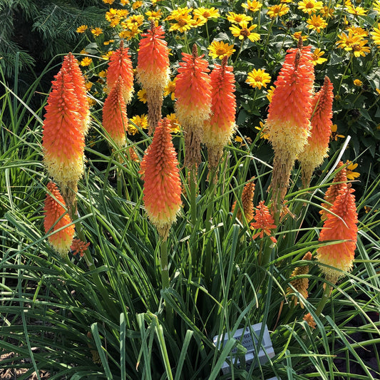 A cluster of vibrant Pyromania® 'Backdraft' Kniphofia stands out with tall, spiky orange and yellow blooms and narrow green leaves, creating a striking drought-tolerant display amid bright yellow daisy-like flowers in the background - Photo Property of Garden Crossings LLC.