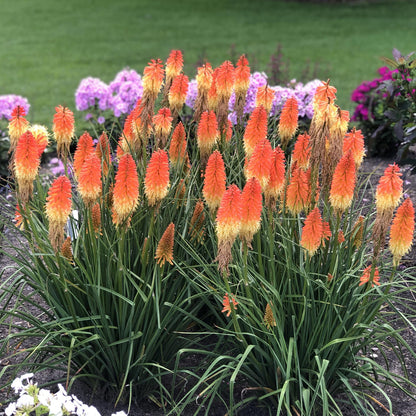 A cluster of Pyromania® 'Backdraft' Kniphofia, with tall orange and yellow torch-like blooms and grass-like leaves, stands out in a garden bed among pink and purple flowers - Photo Property of Garden Crossings LLC.