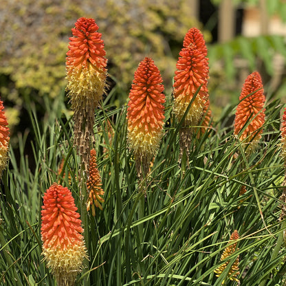 Several Pyromania® 'Backdraft' Kniphofia flowers with vibrant orange and yellow cone-shaped blooms rise among long green leaves, highlighting this striking drought-tolerant perennial against a blurred backdrop of garden foliage - Photo Property of Garden Crossings LLC.