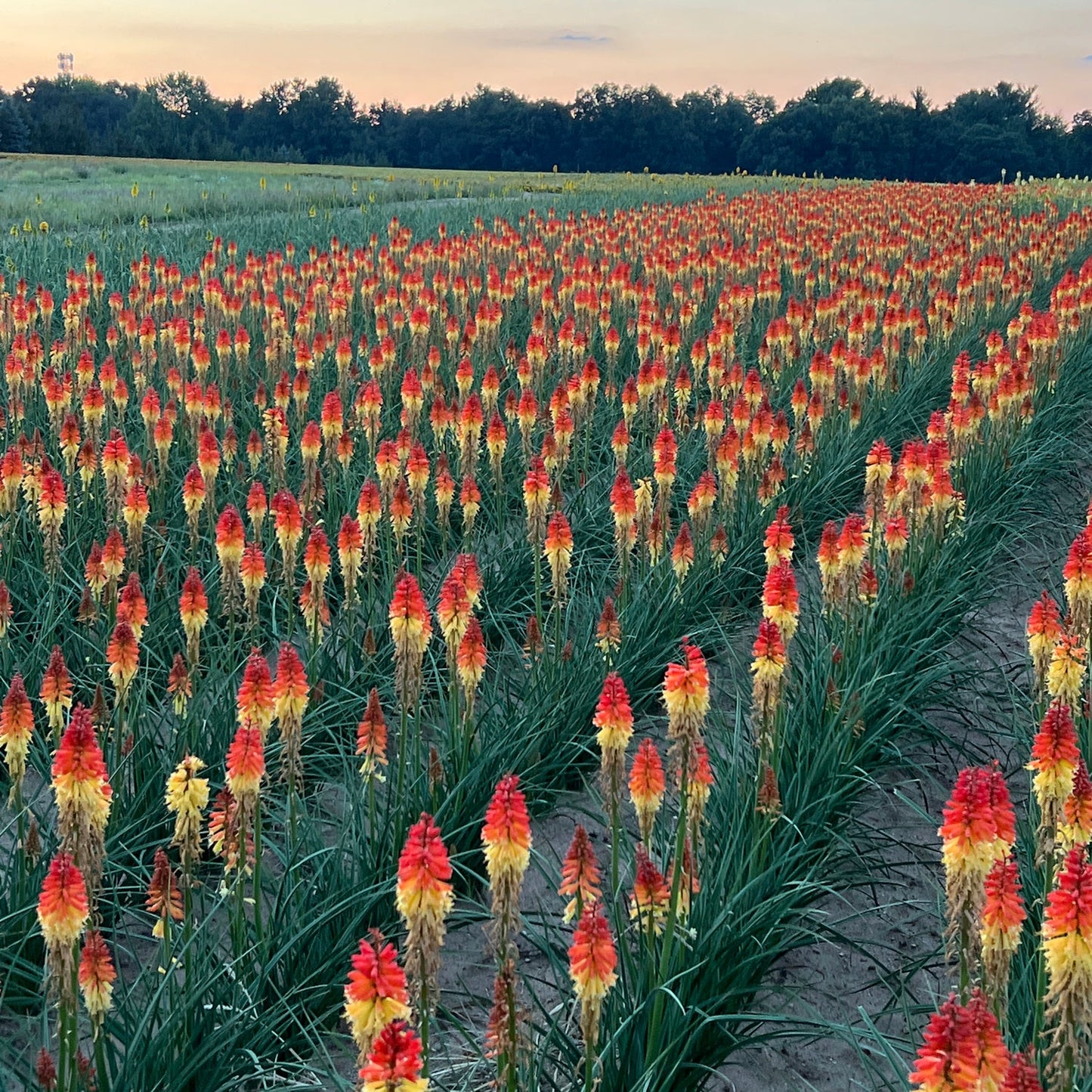 A field of vibrant Pyromania® 'Backdraft' Kniphofia blooms in red and yellow under a dusk sky. This drought-tolerant perennial stretches into the distance, bordered by green grass, trees, and winding pathways among the flowers - Photo Property of Garden Crossings LLC.