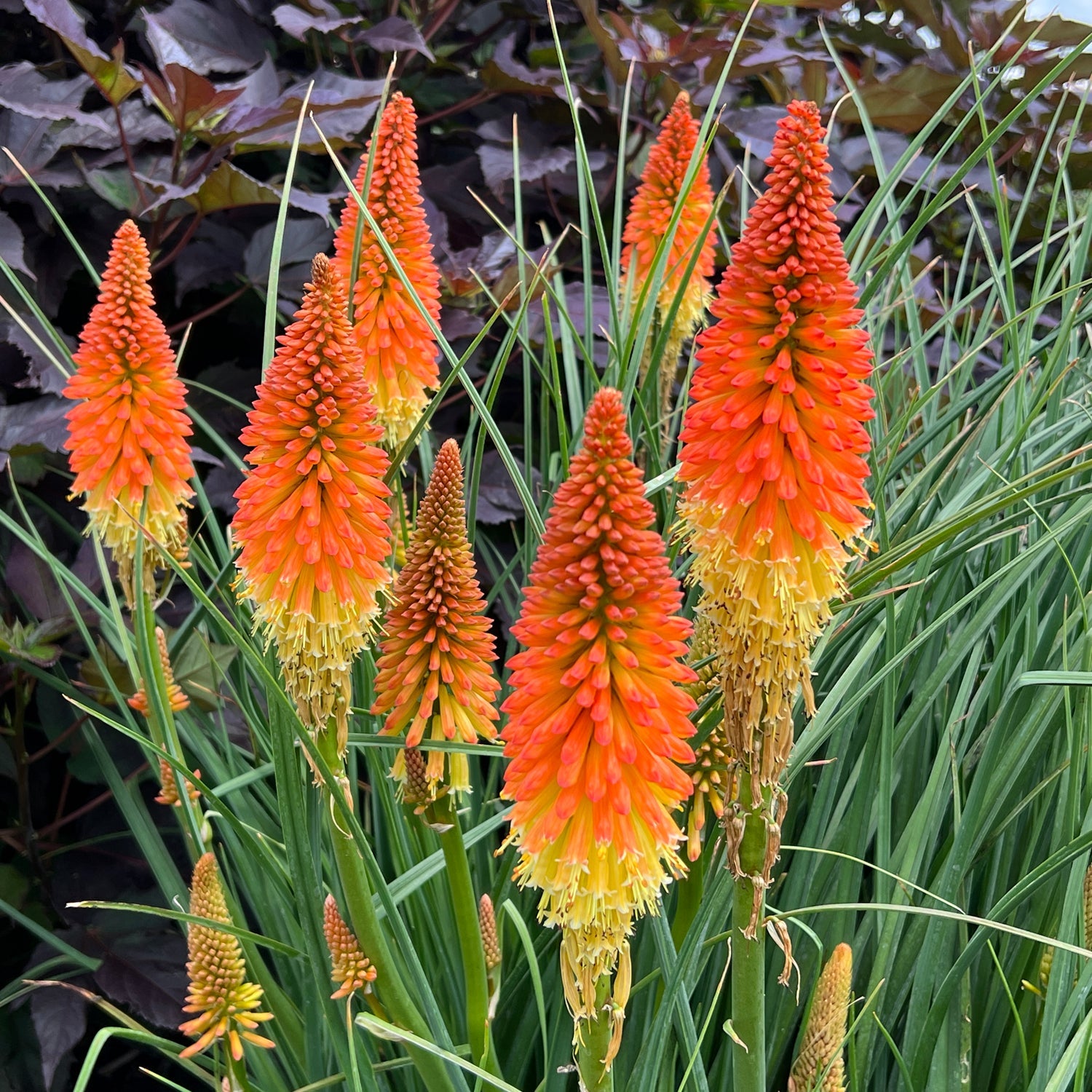 Fiery orange and yellow flower spikes of drought-tolerant Pyromania® 'Backdraft' Kniphofia rise above long green leaves, with dark foliage in the background - Photo Property of Garden Crossings LLC.