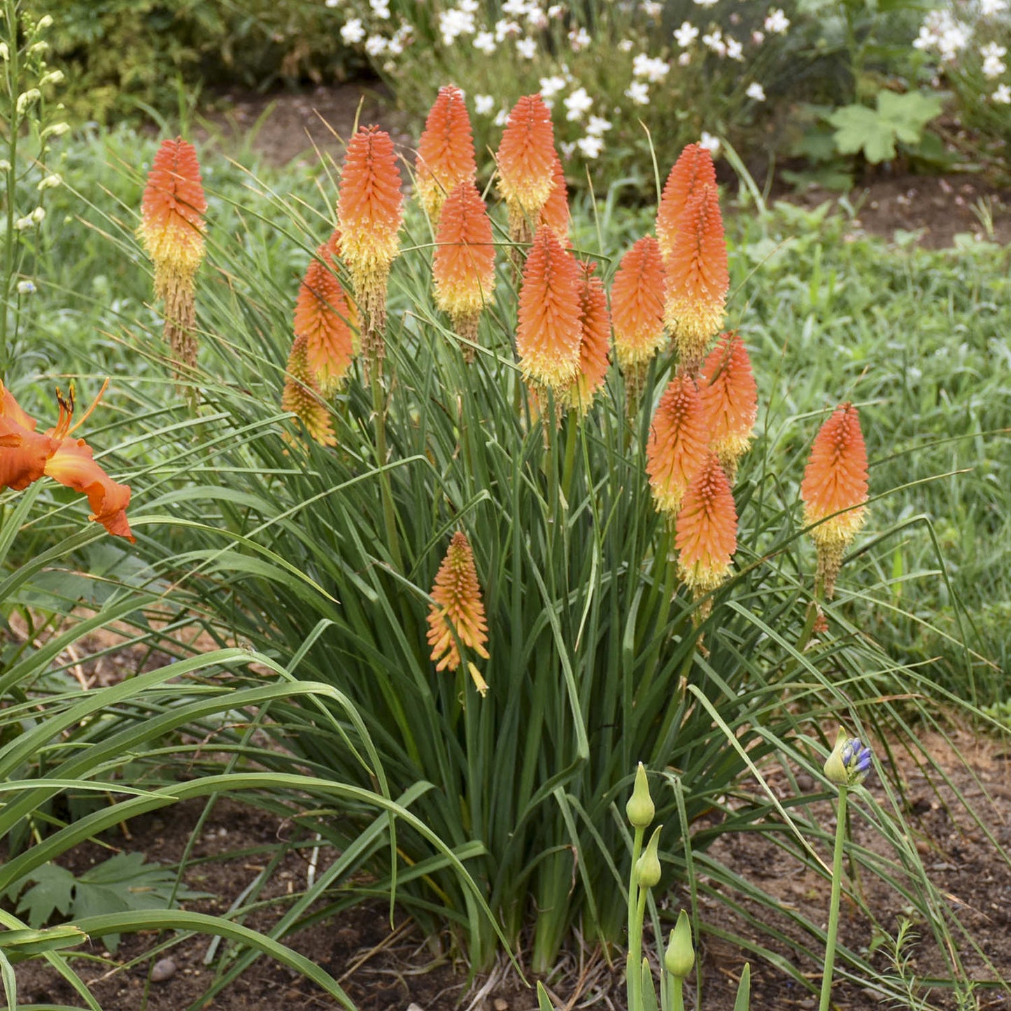 A cluster of Pyromania® 'Backdraft' Kniphofia, with tall green leaves and cone-shaped orange-yellow flower spikes, grows in a garden bed and brings vibrant color to the surrounding greenery and flowers - Photo Courtesy of Walters Gardens, Inc.