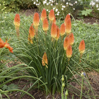 A cluster of Pyromania® 'Backdraft' Kniphofia, with tall green leaves and cone-shaped orange-yellow flower spikes, grows in a garden bed and brings vibrant color to the surrounding greenery and flowers - Photo Courtesy of Walters Gardens, Inc.