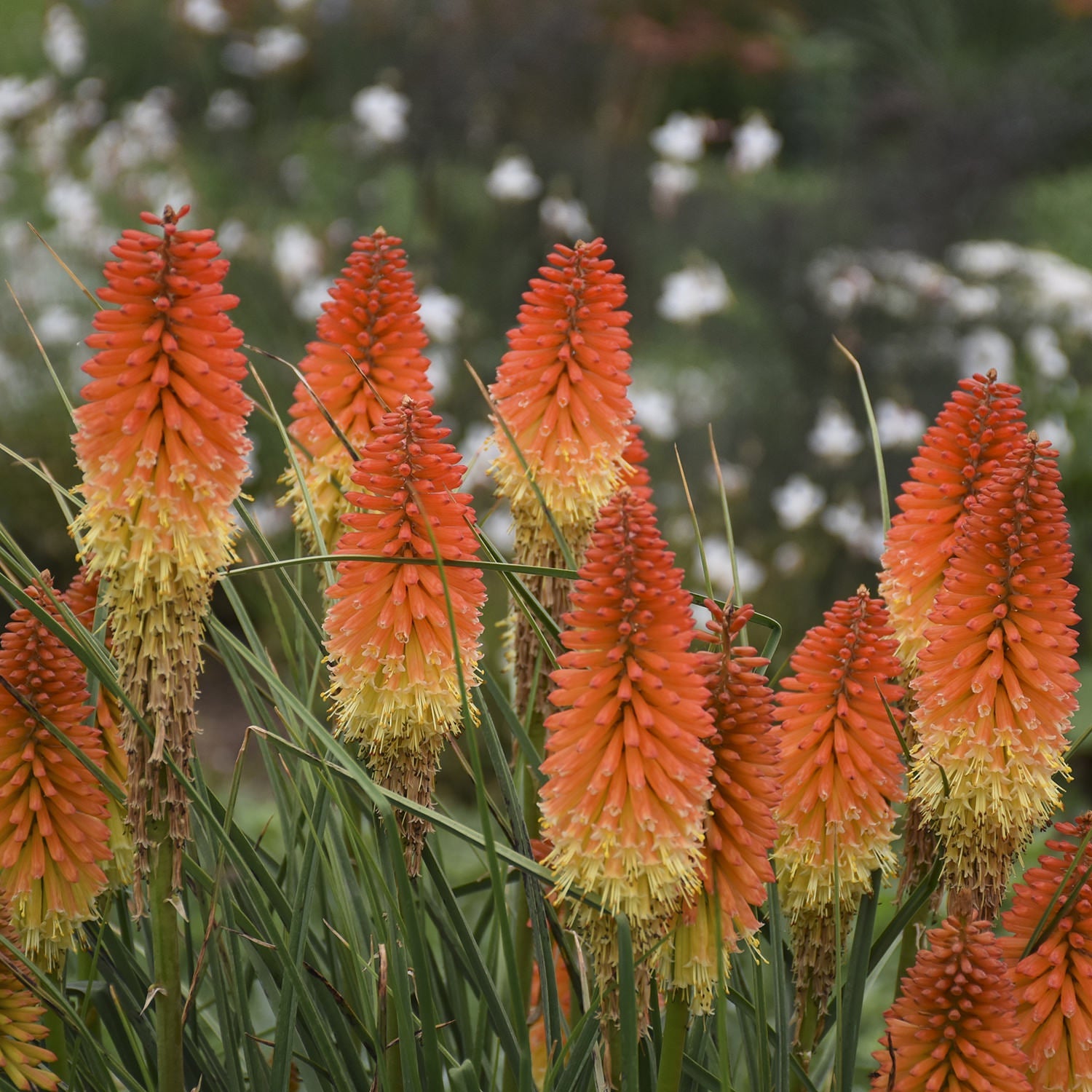 Tall clusters of red and yellow torch-like flowers of Pyromania® 'Backdraft' Kniphofia rise above green, grass-like leaves - Photo Courtesy of Walters Gardens, Inc.
