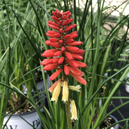 A close-up of Pyromania® 'Rocket's Red Glare' Red Hot Poker (Kniphofia), a drought-tolerant perennial with vibrant red and yellow spikes, surrounded by long green leaves and potted plants in the background - Photo Property of Garden Crossings LLC.