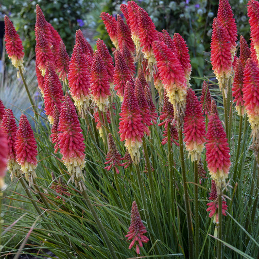 Pyromania® 'Rocket's Red Glare' Red Hot Poker (Kniphofia) features tall clusters of red and yellow torch-like flowers with narrow green leaves - Photo Courtesy of Walters Gardens, Inc.n.