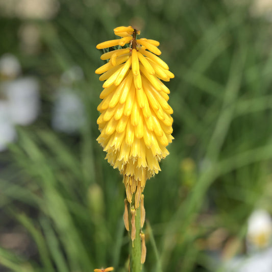 Pyromania® 'Solar Flare' Red Hot Poker (Kniphofia) - Photo Property of Garden Crossings LLC