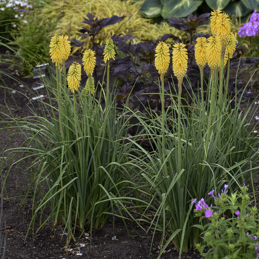 Pyromania® 'Solar Flare' Red Hot Poker (Kniphofia) - Photo Courtesy of Walters Gardens, Inc.