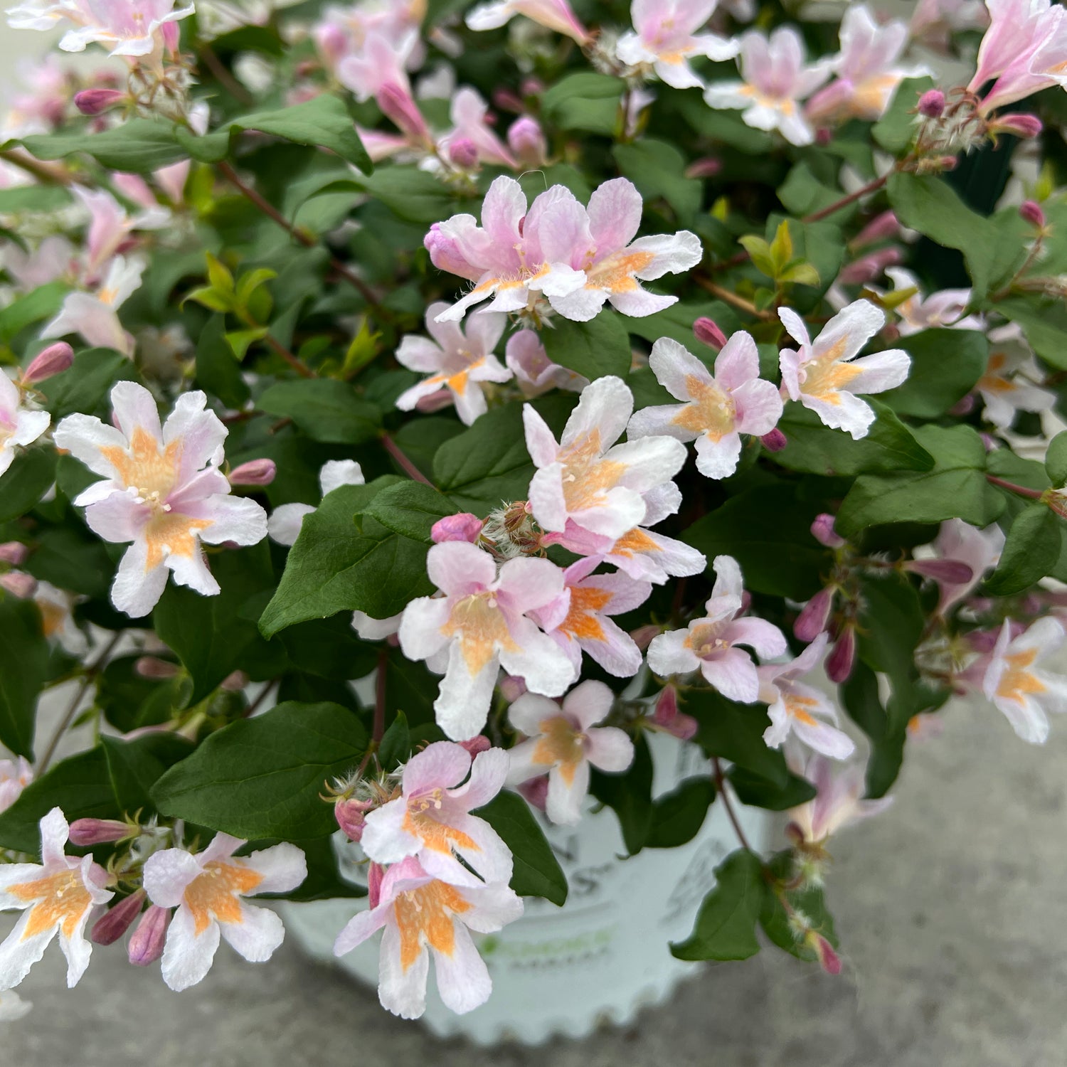 Jolene Jolene® Beautybush (Kolkwitzia) - Photo Property of Garden Crossings LLC