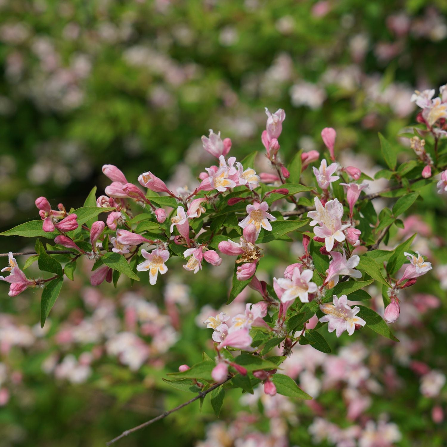 Jolene Jolene® Beautybush (Kolkwitzia) - Photo Courtesy of Proven Winners, Inc.