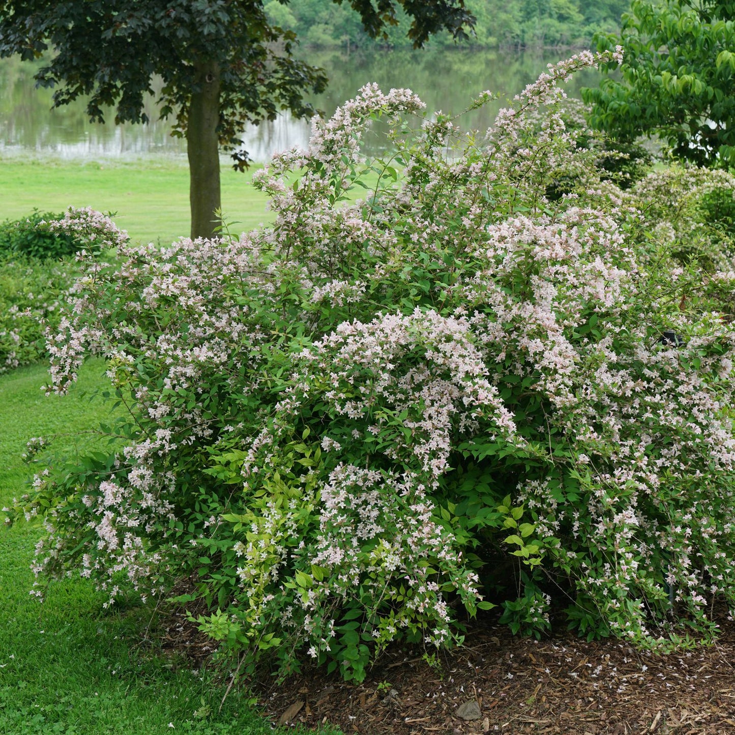 Jolene Jolene® Beautybush (Kolkwitzia) - Photo Courtesy of Proven Winners, Inc.