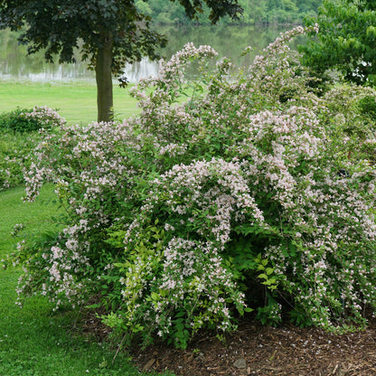 Jolene Jolene® Beautybush (Kolkwitzia) - Photo Courtesy of Proven Winners, Inc.