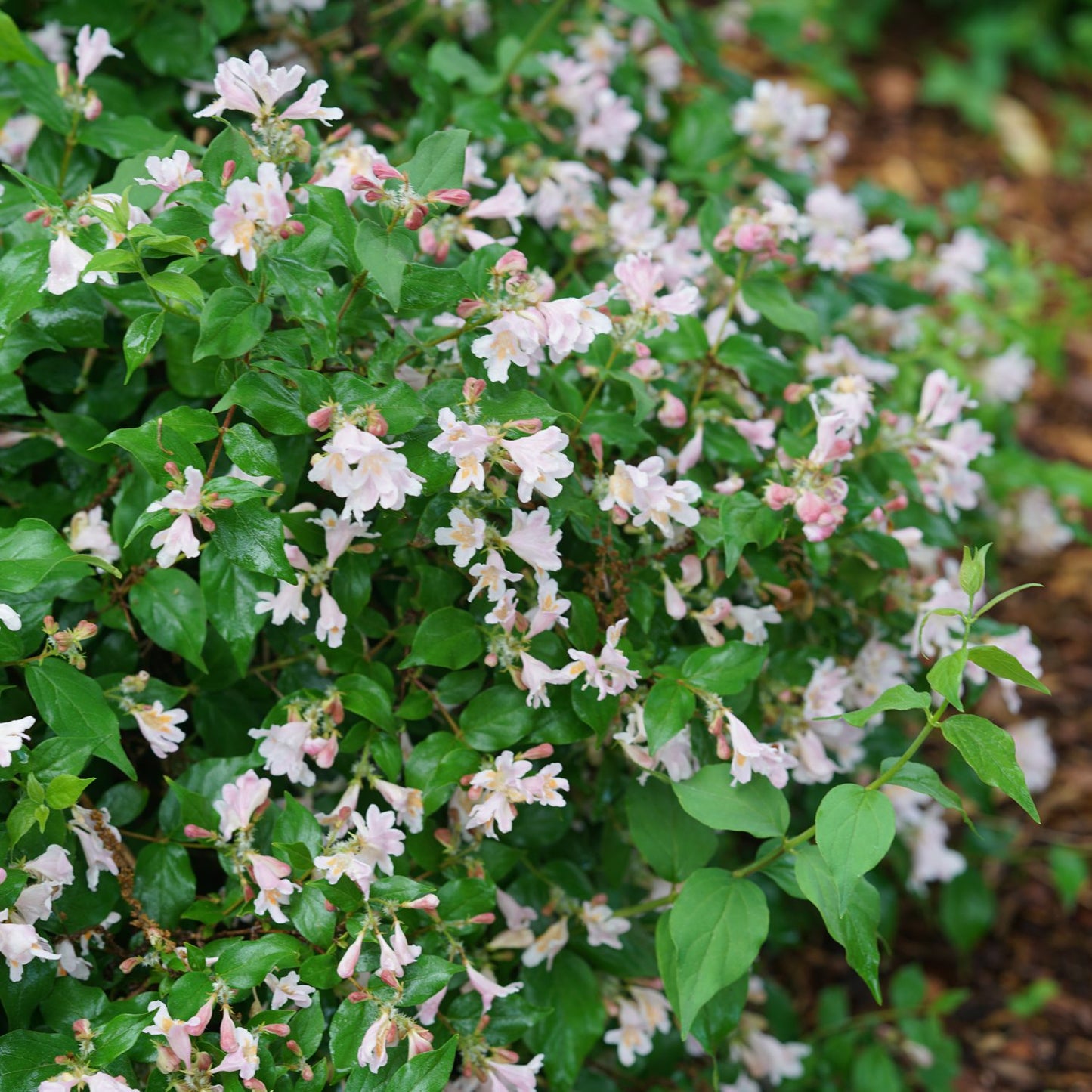 Jolene Jolene® Beautybush (Kolkwitzia) - Photo Courtesy of Proven Winners, Inc.