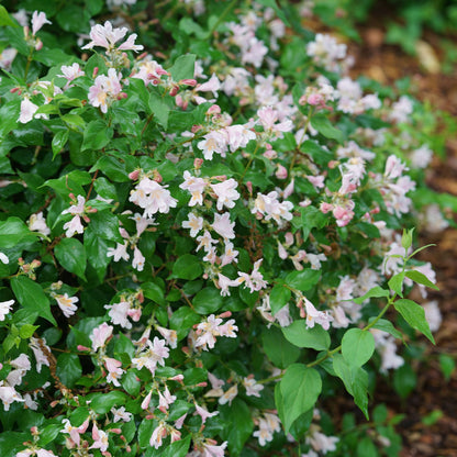 Jolene Jolene® Beautybush (Kolkwitzia) - Photo Courtesy of Proven Winners, Inc.