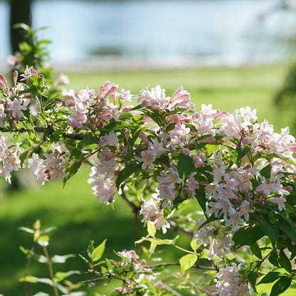 Jolene Jolene® Beautybush (Kolkwitzia) - Photo Courtesy of Proven Winners, Inc.