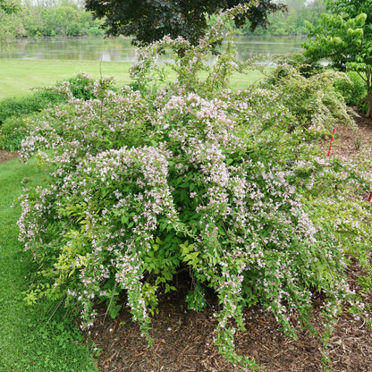 Jolene Jolene® Beautybush (Kolkwitzia) - Photo Courtesy of Proven Winners, Inc.