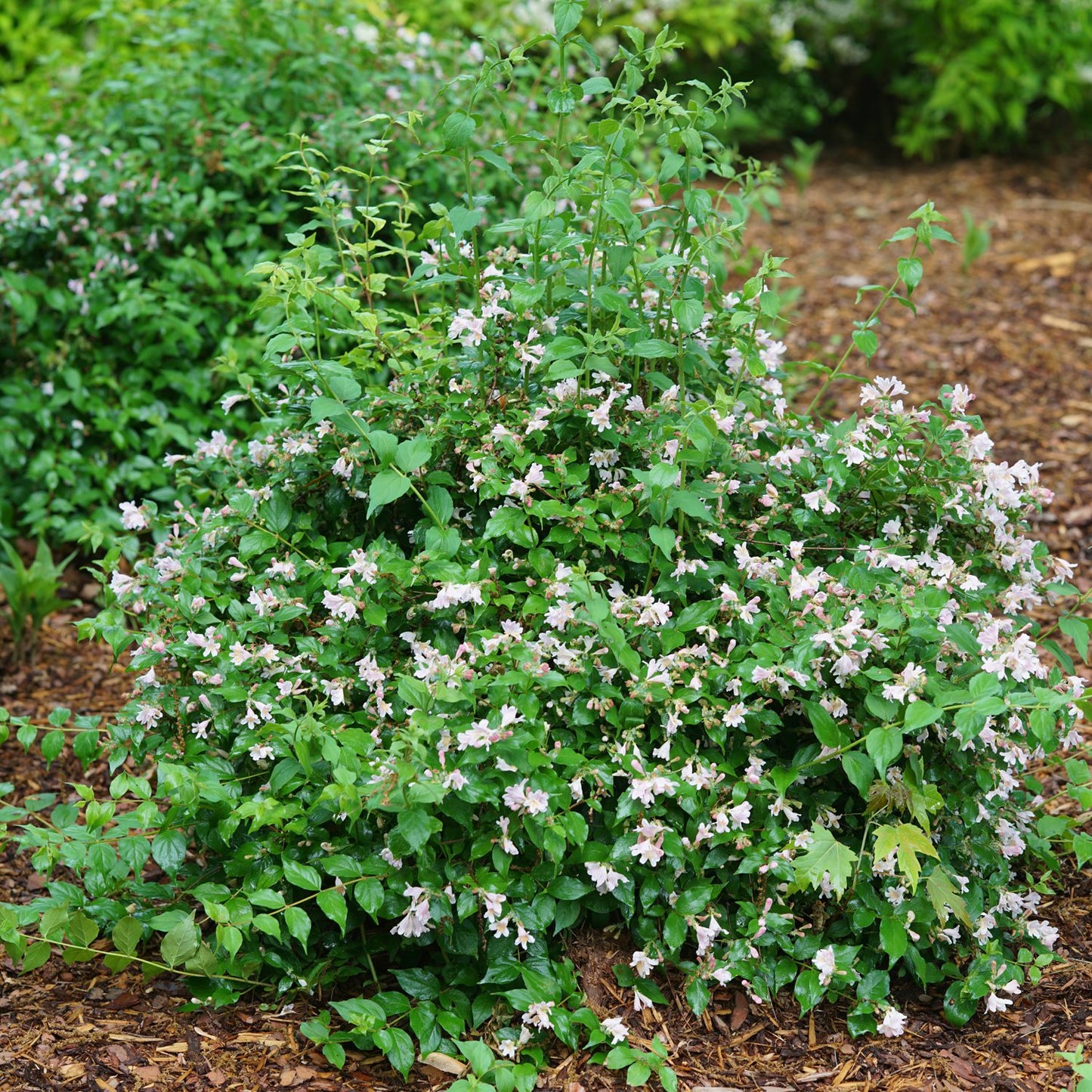 Jolene Jolene® Beautybush (Kolkwitzia) - Photo Courtesy of Proven Winners, Inc.