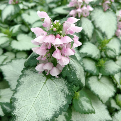 Pink Chablis® Dead Nettle (Lamium) - Photo Property of Garden Crossings LLC
