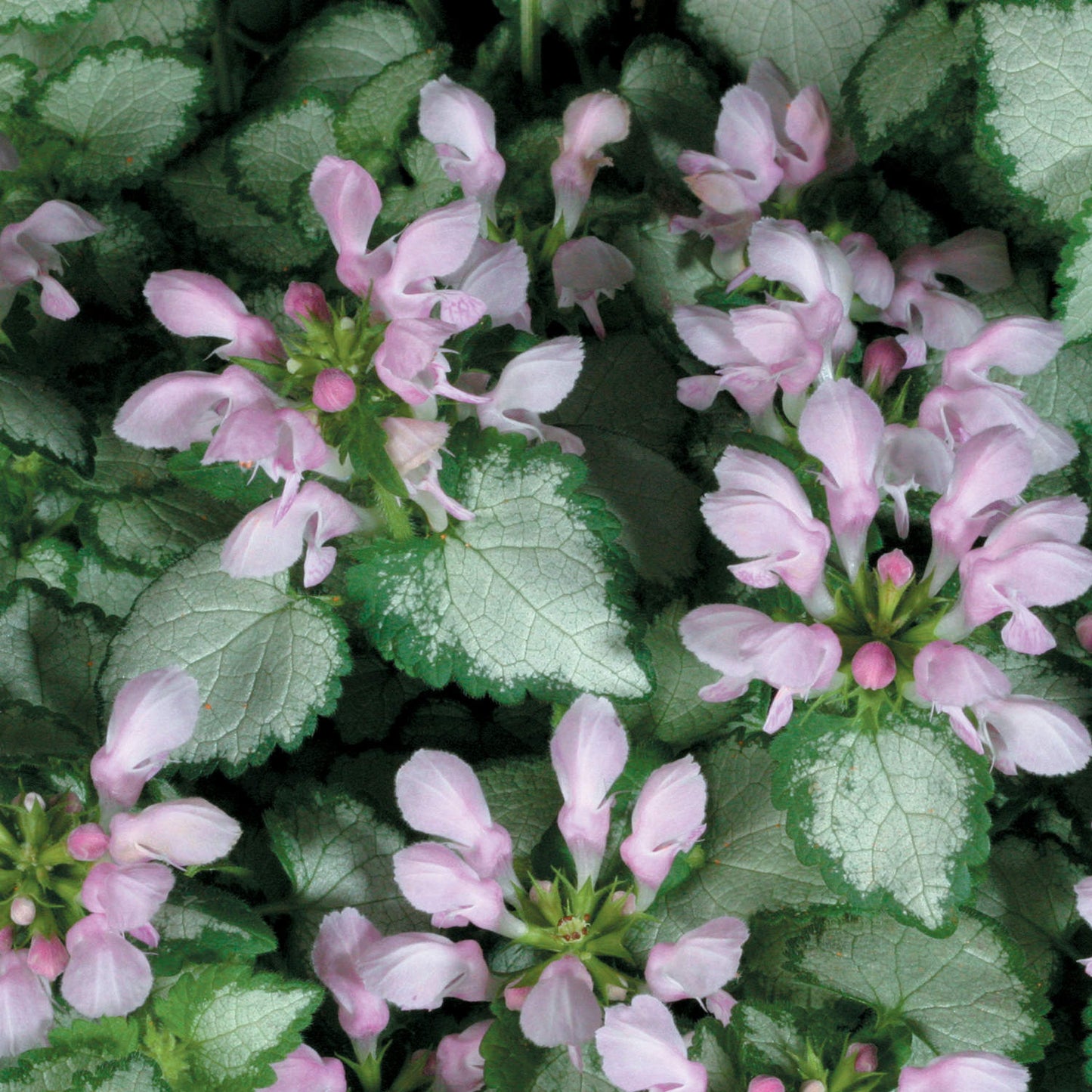 Pink Chablis® Dead Nettle (Lamium) - Photo Courtesy of Proven Winners, Inc.