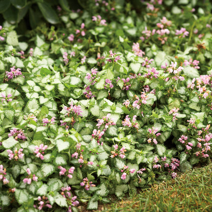 Pink Chablis® Dead Nettle (Lamium) - Photo Courtesy of Proven Winners, Inc.
