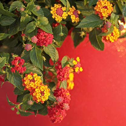 Luscious® Berry Blend™ Lantana - Photo Courtesy of Proven Winners, Inc.
