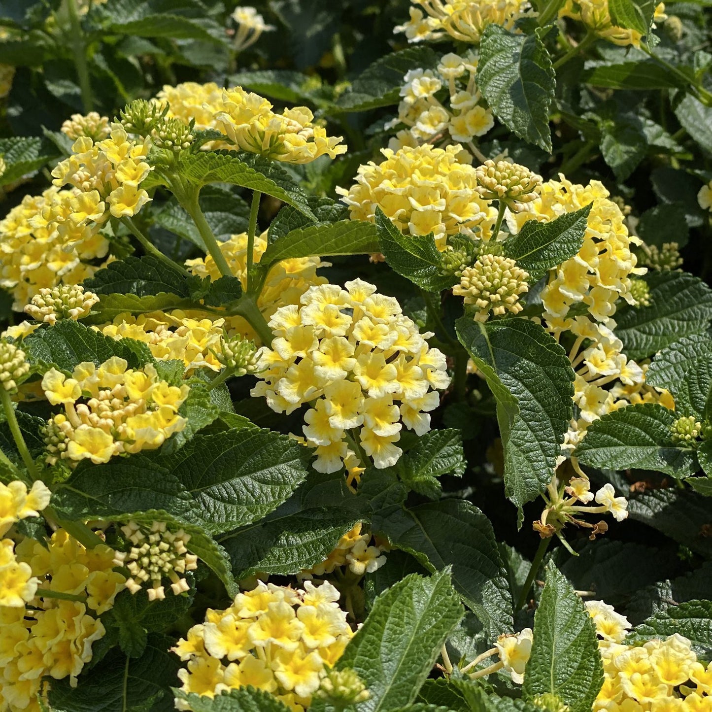 Luscious® Citron™ Lantana features clusters of small pale yellow blooms among dark green leaves - Photo Property of Garden Crossings LLC.