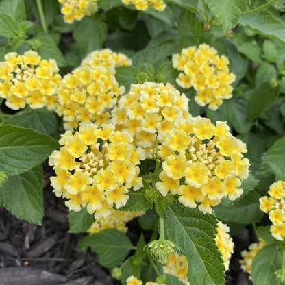Clusters of vibrant yellow Luscious® Citron™ Lantana flowers with green leaves flourish in garden beds with dark mulch - Photo Property of Garden Crossings LLC.
