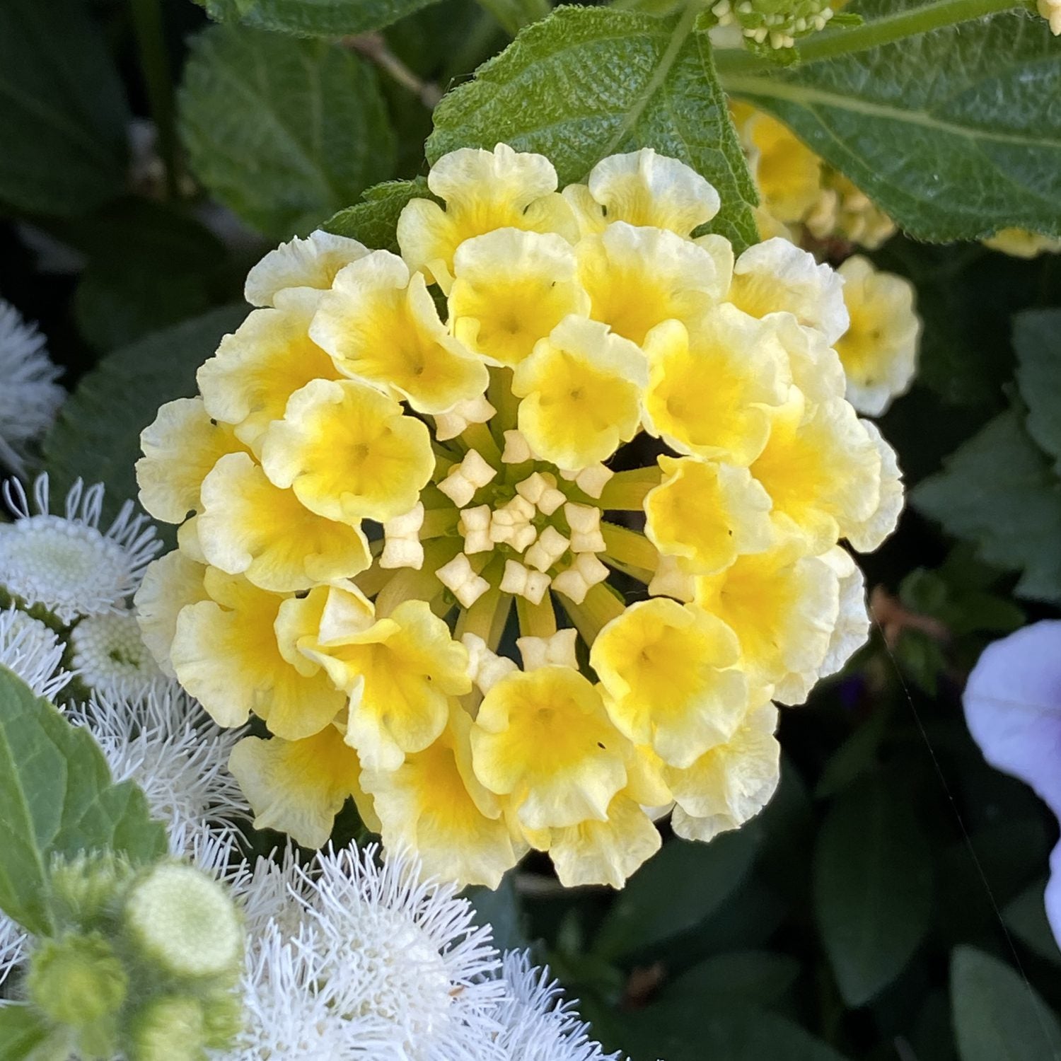 A close-up of Luscious® Citron™ Lantana, featuring clusters of small yellow flowers with ruffled edges, surrounded by green leaves - Photo Property of Garden Crossings LLC.