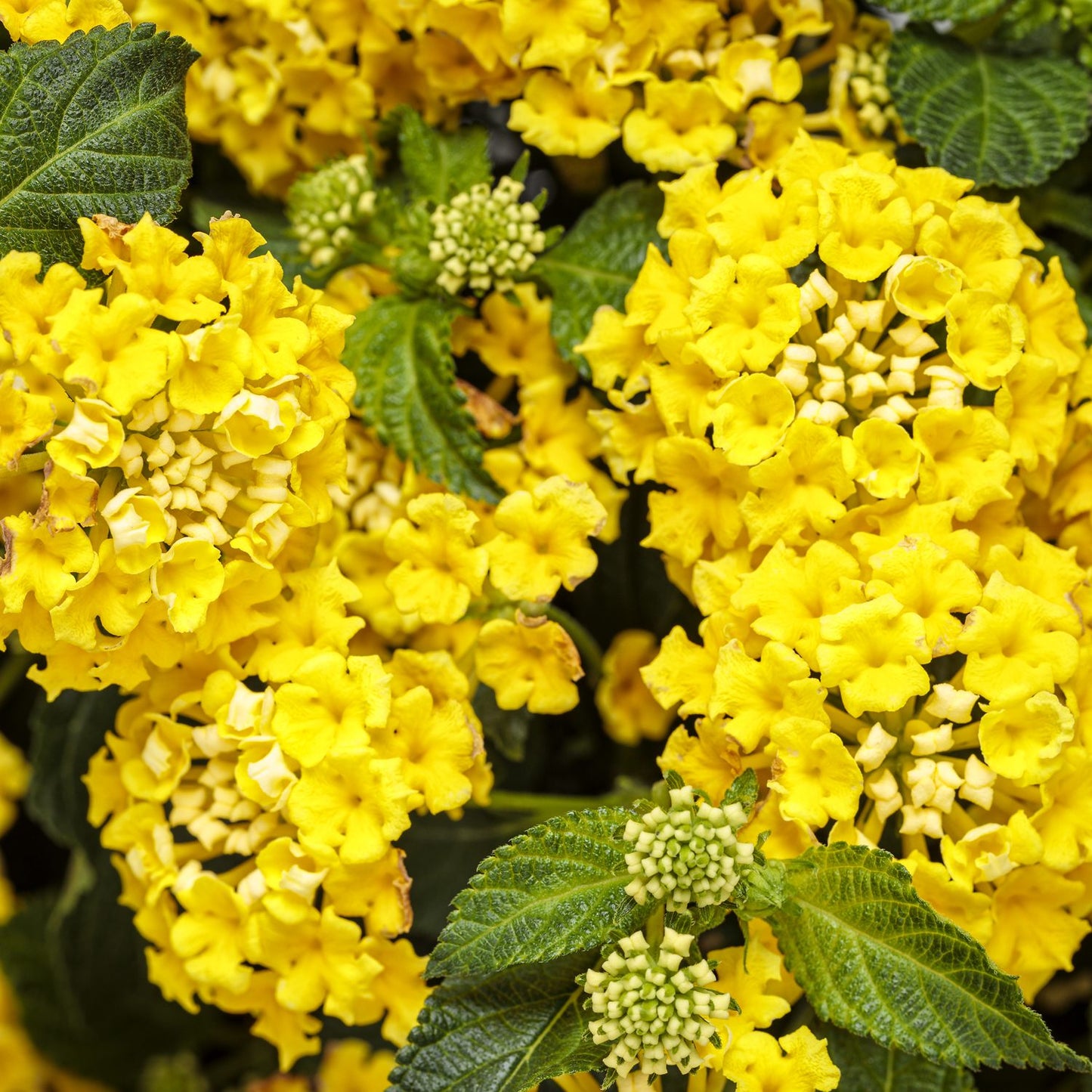 Clusters of bright yellow Luscious® Citron™ Lantana flowers, a drought-tolerant annual, are set among textured green leaves. Some buds remain closed in small clusters - Photo Courtesy of Proven Winners, Inc.