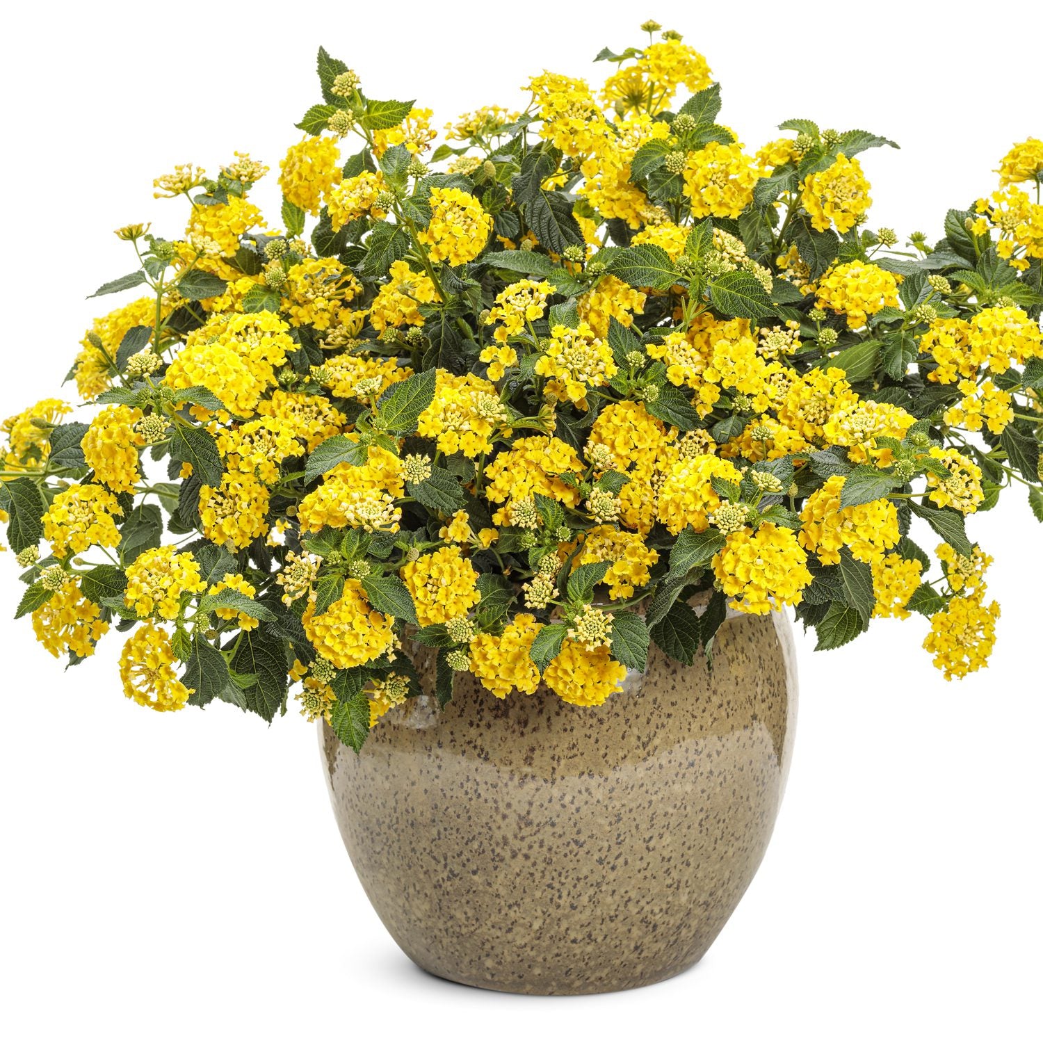 A large beige ceramic pot showcases lush green foliage and clusters of bright yellow Luscious® Citron™ Lantana - Photo Courtesy of Proven Winners, Inc. Decorative pot not included.