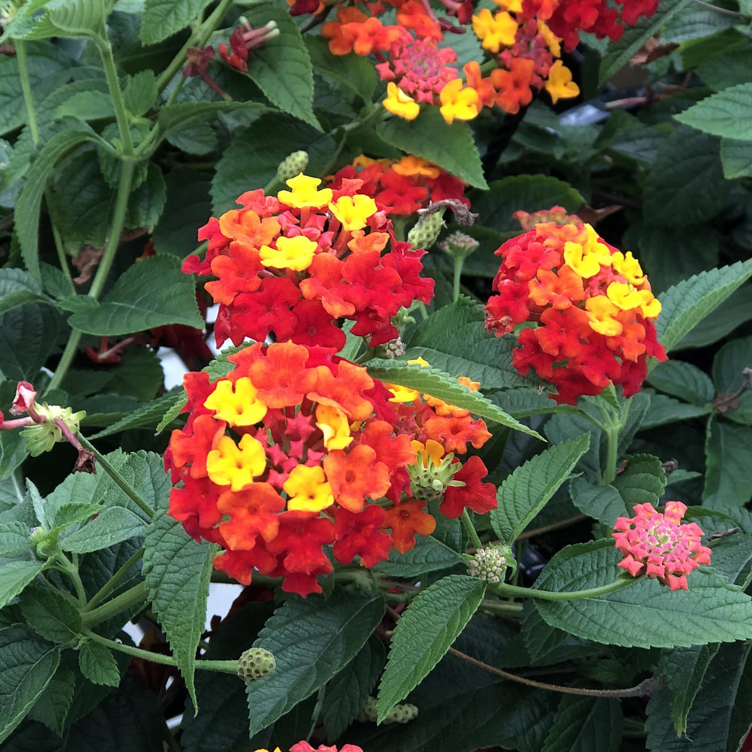 Luscious® Citrus Blend™ Lantana - Photo Property of Garden Crossings LLC