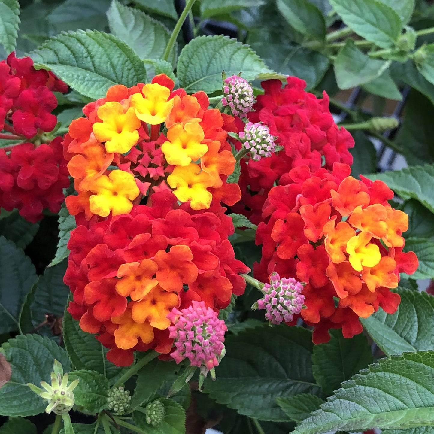 Luscious® Citrus Blend™ Lantana - Photo Property of Garden Crossings LLC