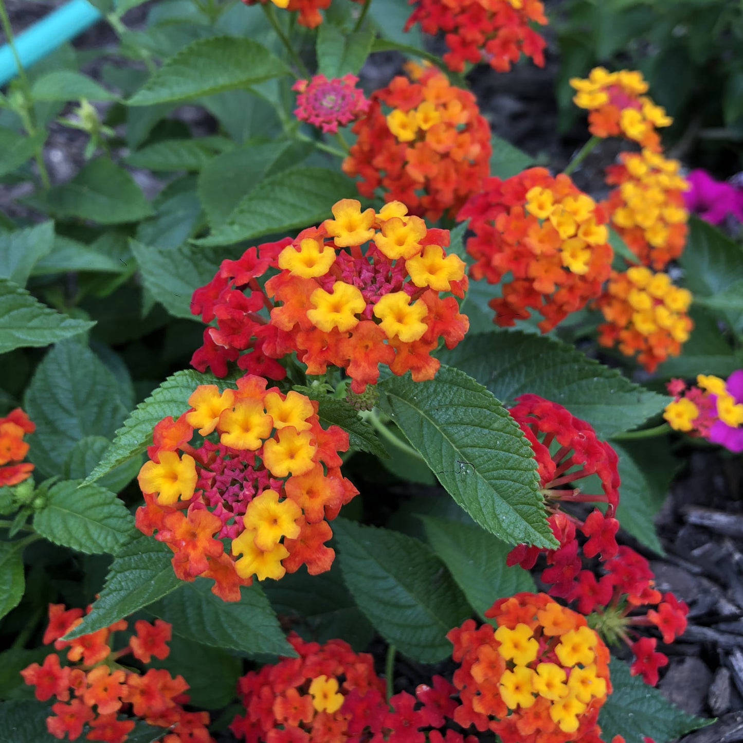 Luscious® Citrus Blend™ Lantana - Photo Property of Garden Crossings LLC
