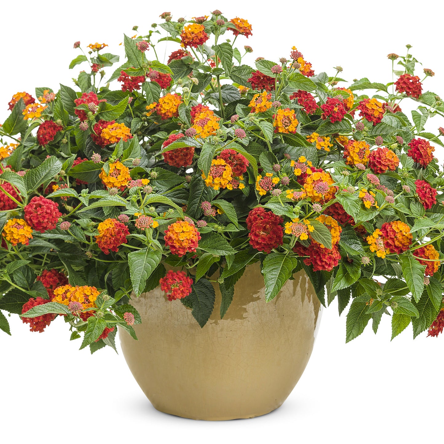 Luscious® Citrus Blend™ Lantana - Photo Courtesy of Proven Winners, Inc.
