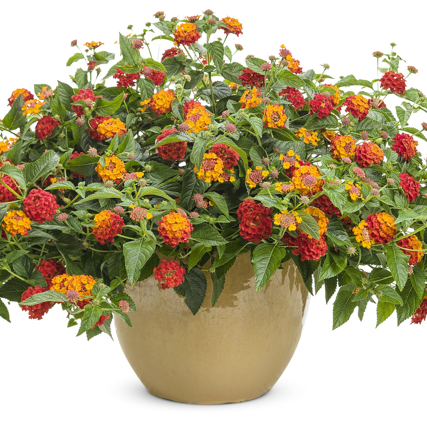 Luscious® Citrus Blend™ Lantana - Photo Courtesy of Proven Winners, Inc.