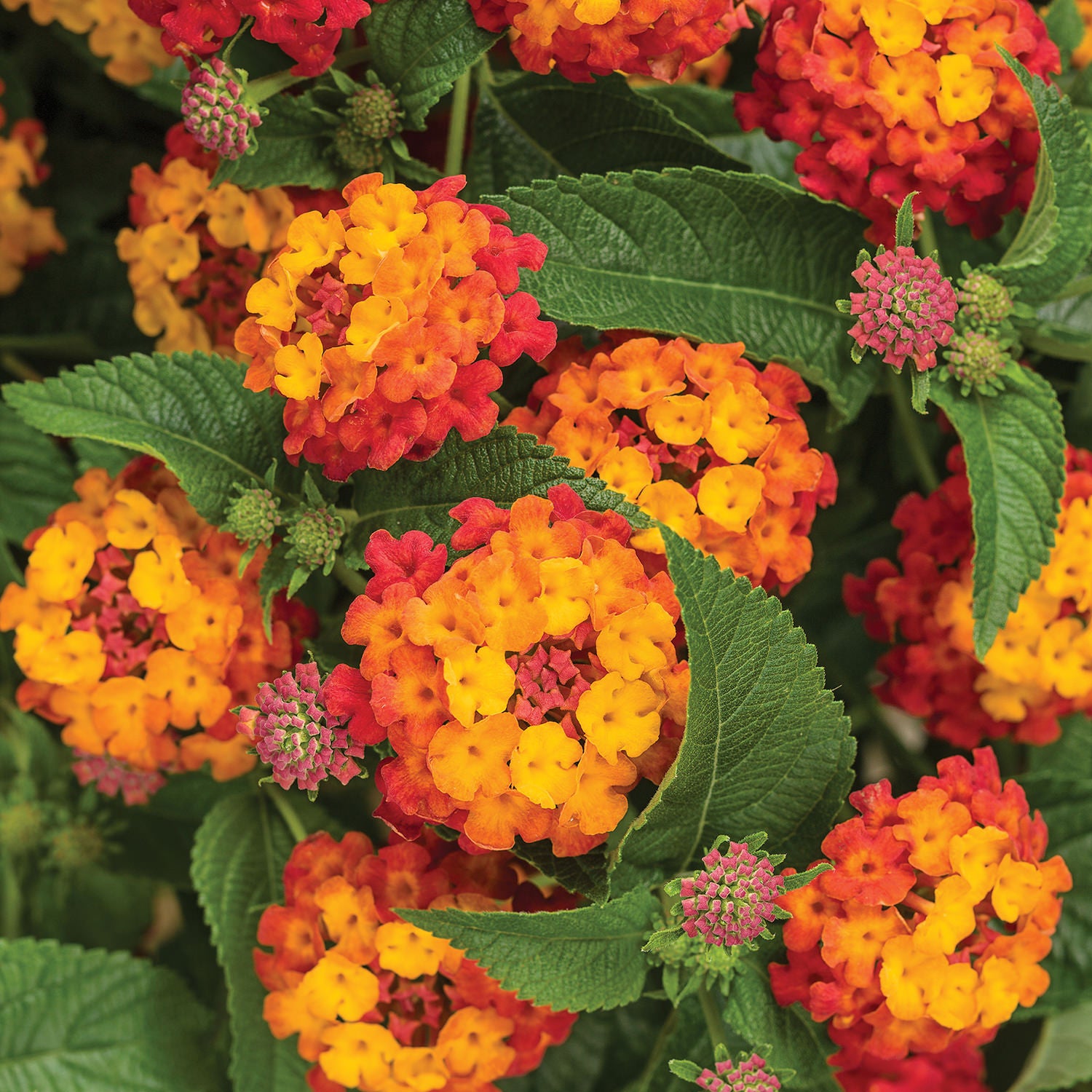 Luscious® Citrus Blend™ Lantana - Photo Courtesy of Proven Winners, Inc.