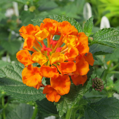 Luscious® Marmalade Lantana - Photo Property of Garden Crossings LLC