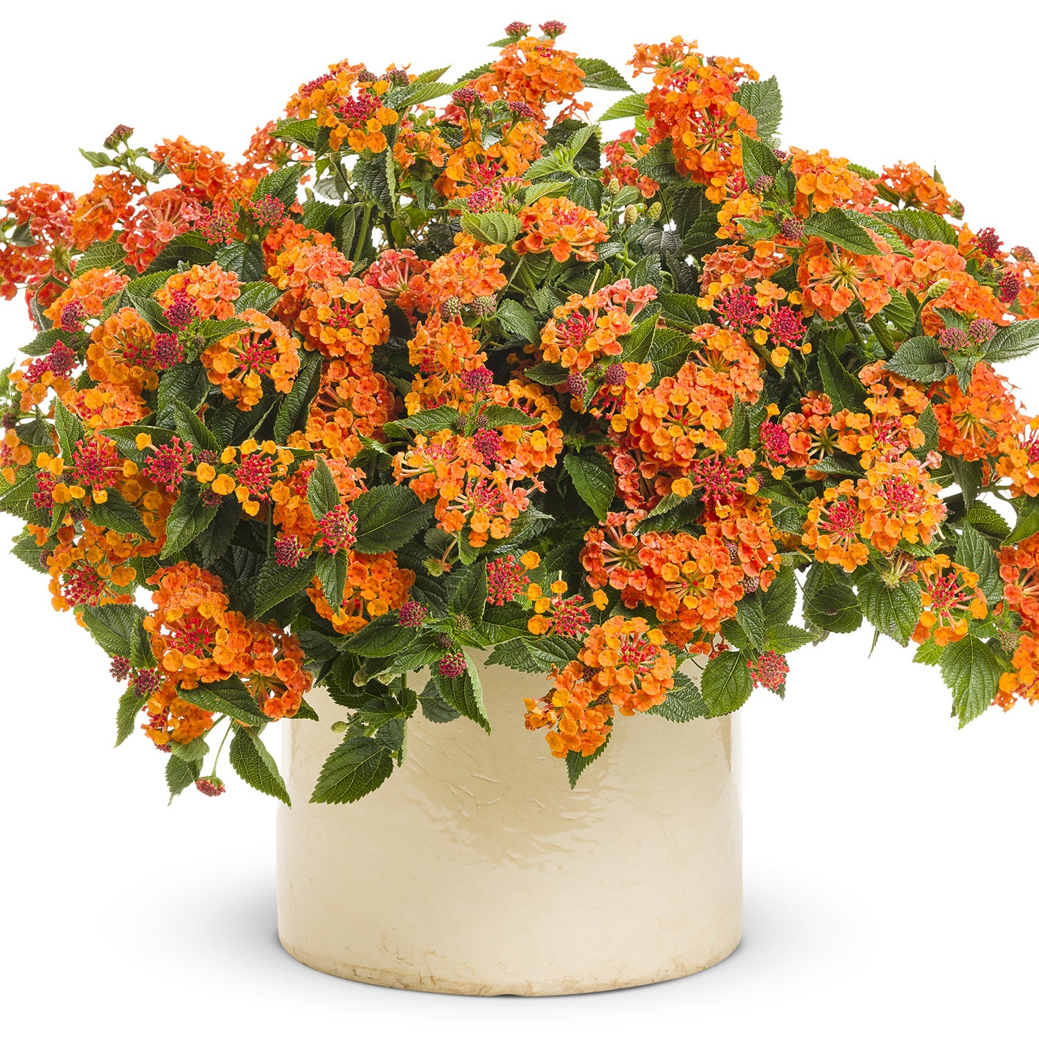 Luscious® Marmalade Lantana - Photo Courtesy of Proven Winners, Inc.