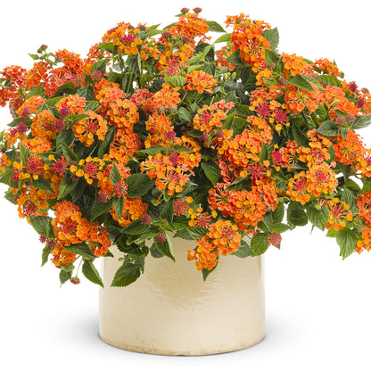 Luscious® Marmalade Lantana - Photo Courtesy of Proven Winners, Inc.
