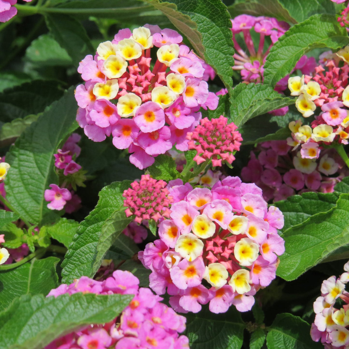 Luscious® Pinkberry Blend™ Lantana - Photo Property of Garden Crossings LLC