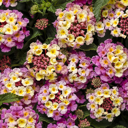 Luscious® Pinkberry Blend™ Lantana - Photo Courtesy of Proven Winners, Inc.