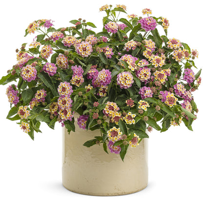 Luscious® Pinkberry Blend™ Lantana - Photo Courtesy of Proven Winners, Inc.