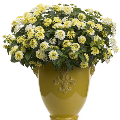 Luscious® Royale Piña Colada Lantana - Photo Courtesy of Proven Winners, Inc.