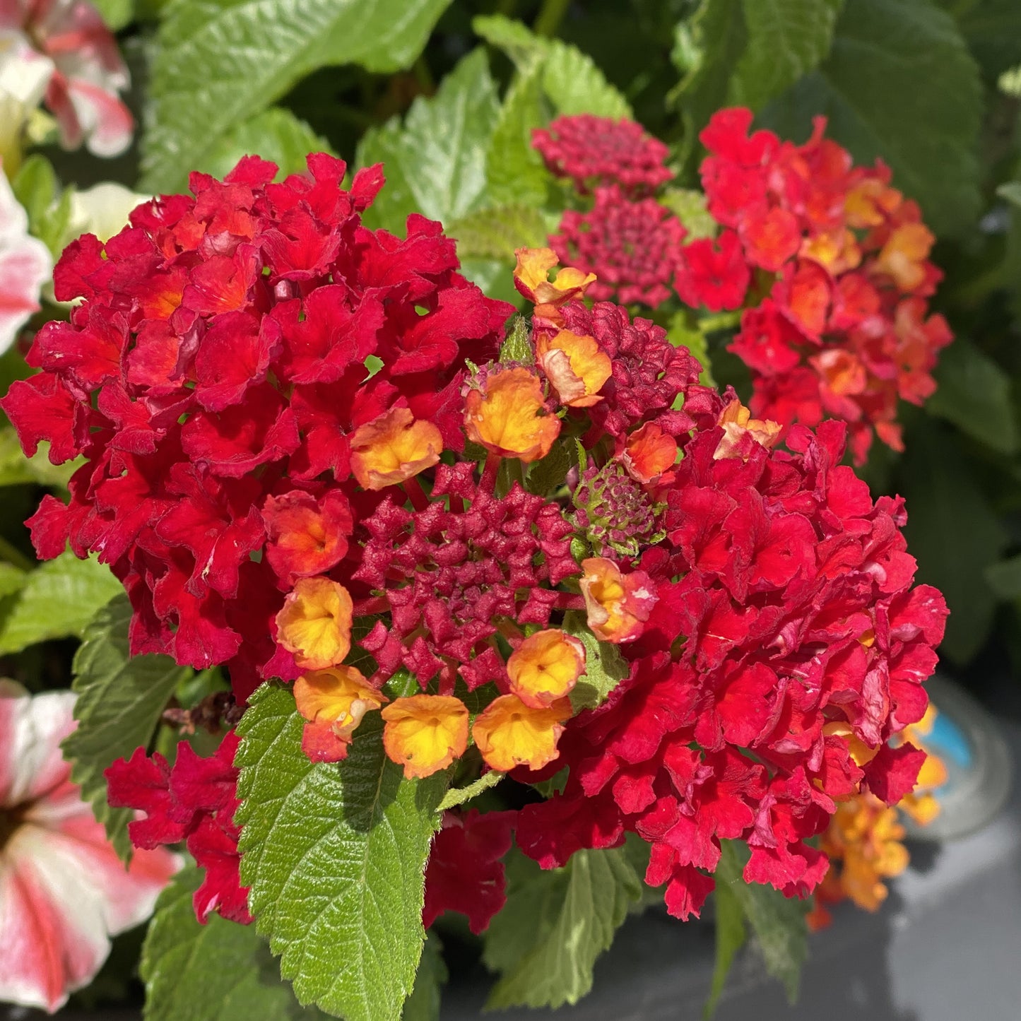 Luscious® Royale Red Zone™ Lantana - Photo Property of Garden Crossings LLC