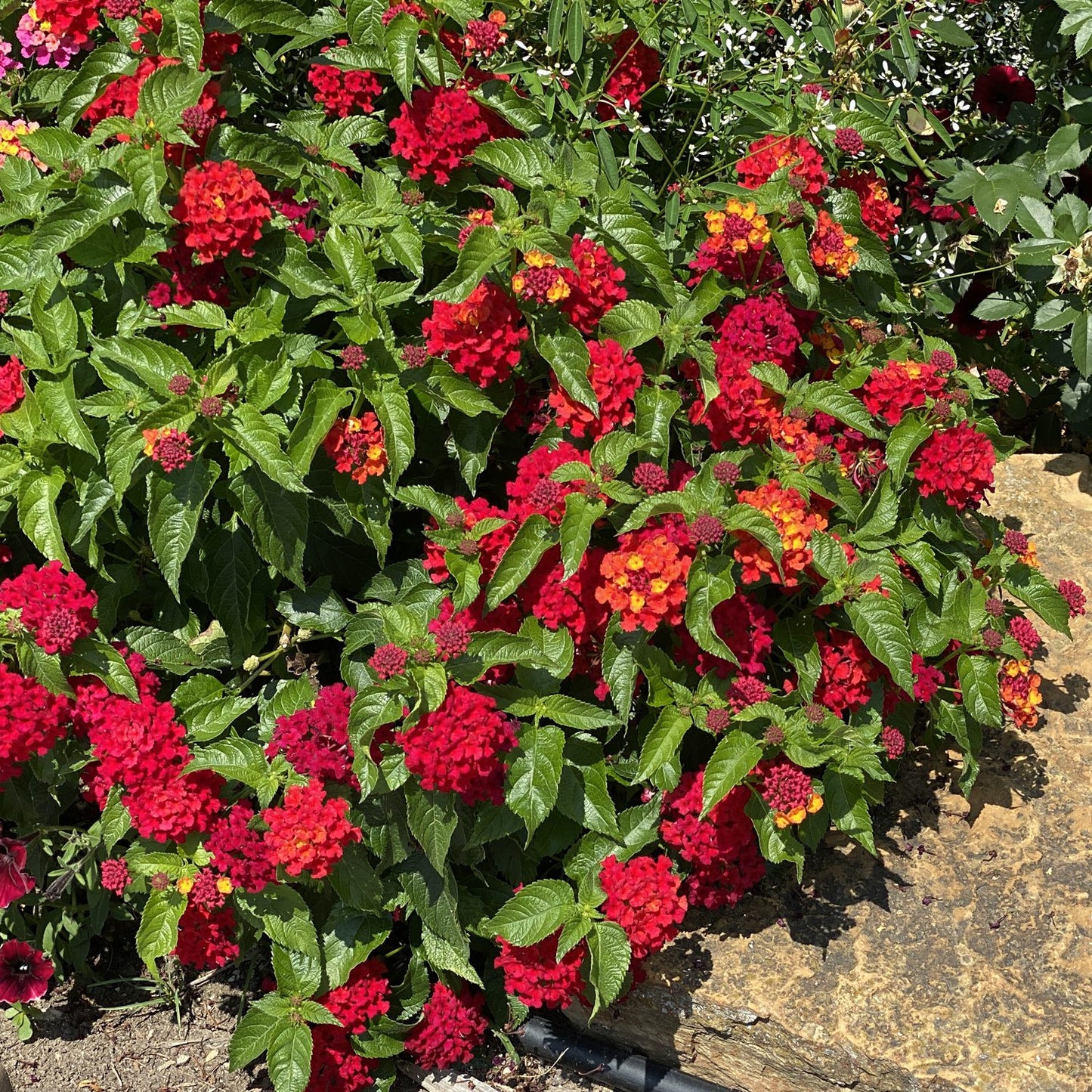 Luscious® Royale Red Zone™ Lantana - Photo Property of Garden Crossings LLC