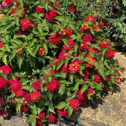 Luscious® Royale Red Zone™ Lantana - Photo Property of Garden Crossings LLC