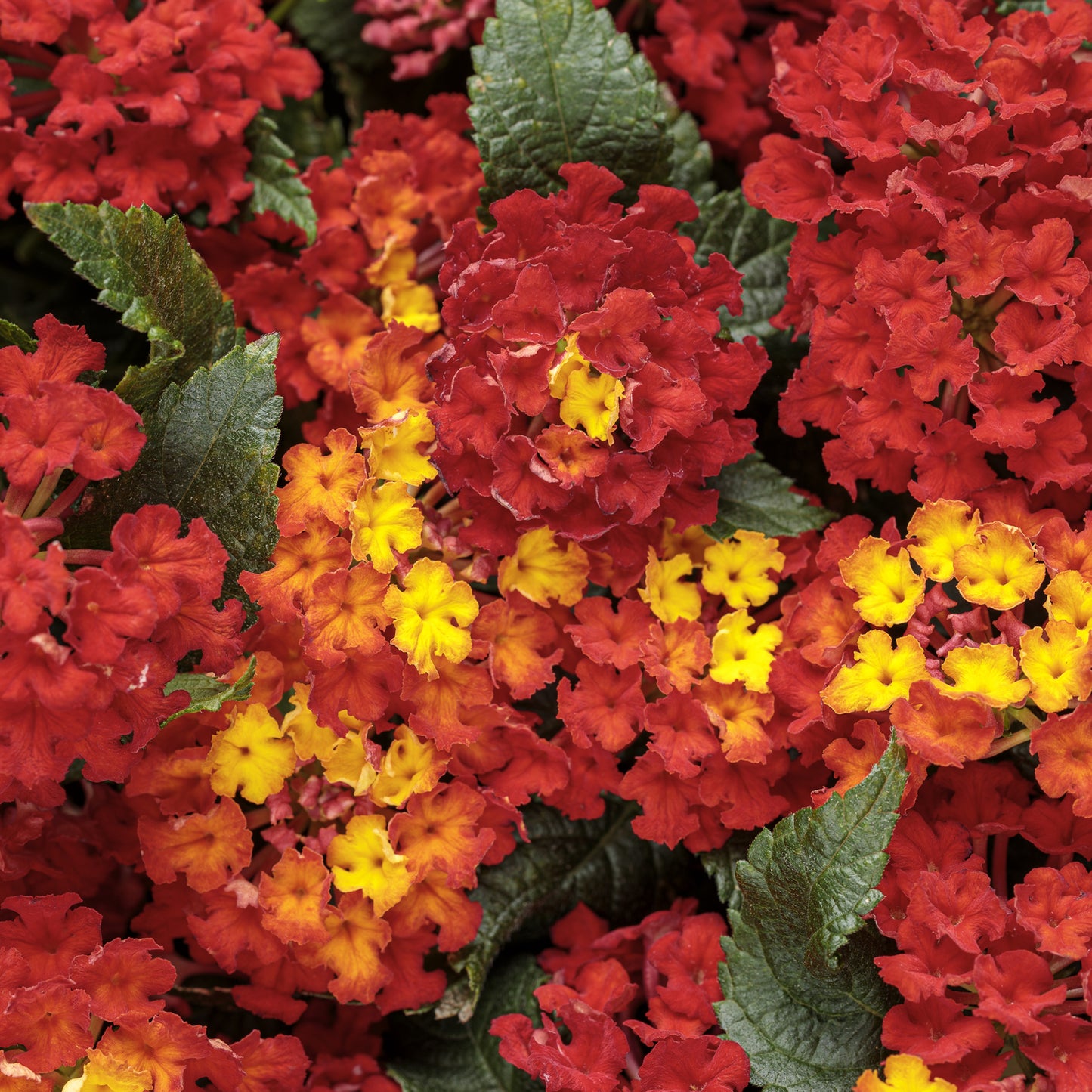 Luscious® Royale Red Zone™ Lantana - Photo Courtesy of Proven Winners, Inc.
