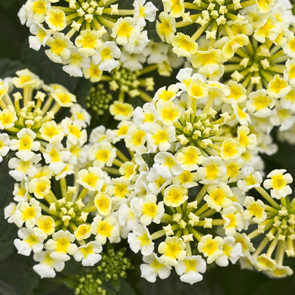 Luscious® Royale Piña Colada Lantana - Photo Courtesy of Proven Winners, Inc.