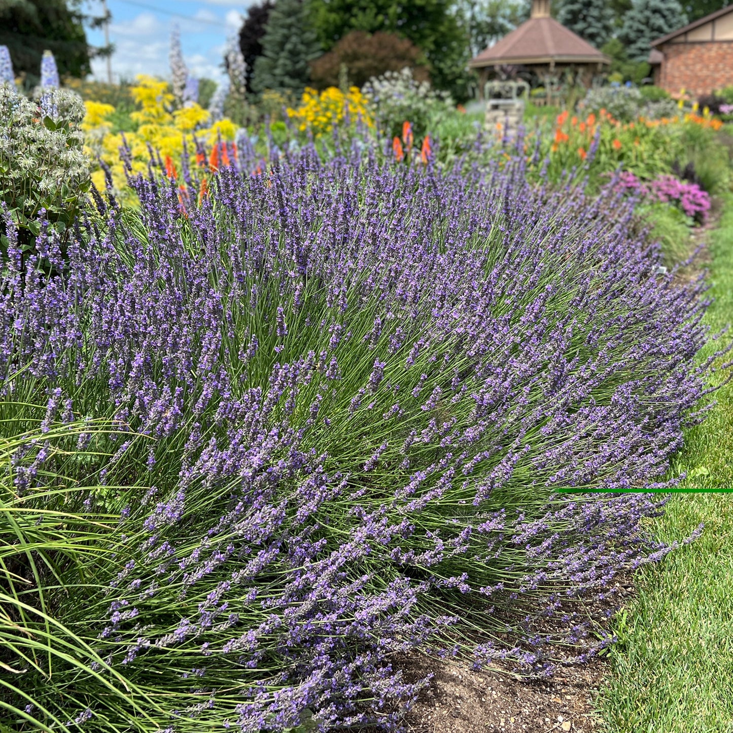 Phenomenal® Lavender (Lavandula) - Photo Property of Garden Crossings LLC